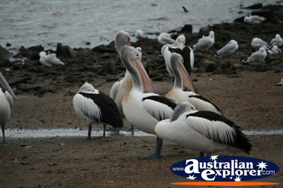 Cluster Of Pelicans . . . VIEW ALL SAND PIPERS PHOTOGRAPHS