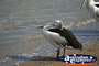 Relaxed Pelican . . . CLICK TO ENLARGE