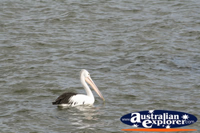 Swimming Pelican . . . VIEW ALL SAND PIPERS PHOTOGRAPHS