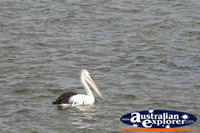 Swimming Pelican . . . CLICK TO ENLARGE