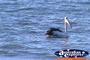 Pelican . . . CLICK TO ENLARGE