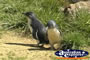 Penguin . . . CLICK TO ENLARGE