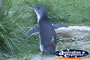 Penguin . . . CLICK TO ENLARGE