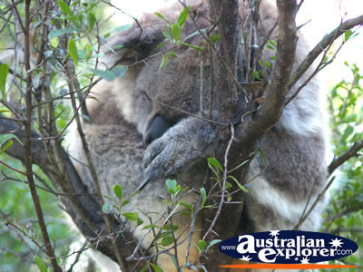 Koala Sleeping Soundly . . . VIEW ALL PHILLIP ISLAND (KOALA CONSERVATION CENTRE) PHOTOGRAPHS