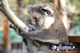 Cute Koala in a Tree . . . CLICK TO ENLARGE