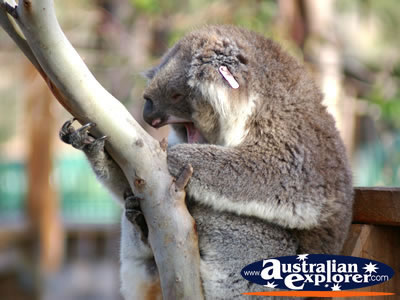 Yawning Koala . . . VIEW ALL PHILLIP ISLAND (KOALA CONSERVATION CENTRE) PHOTOGRAPHS