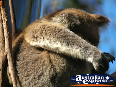 Koala Close Up . . . CLICK TO VIEW ALL PHILLIP ISLAND (KOALA CONSERVATION CENTRE) POSTCARDS