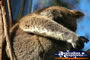 Koala Close Up . . . CLICK TO ENLARGE
