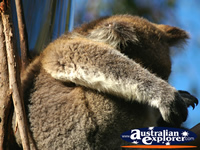 Koala Close Up . . . CLICK TO ENLARGE