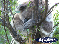 Koala Sleeping Soundly . . . CLICK TO ENLARGE