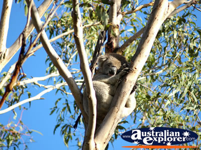 Koala at the Phillip Island Conservation Centre . . . CLICK TO VIEW ALL PHILLIP ISLAND (KOALA CONSERVATION CENTRE) POSTCARDS