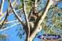 Koala at the Phillip Island Conservation Centre . . . CLICK TO ENLARGE