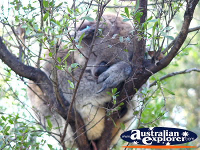 Chubby Koala Sleeping . . . VIEW ALL PHILLIP ISLAND (KOALA CONSERVATION CENTRE) PHOTOGRAPHS