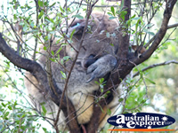 Chubby Koala Sleeping . . . CLICK TO ENLARGE