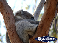 Little Koala Sleeping . . . CLICK TO ENLARGE