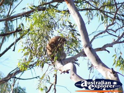 Koala in a Tree from a Distance . . . CLICK TO VIEW ALL PHILLIP ISLAND (KOALA CONSERVATION CENTRE) POSTCARDS