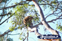 Koala in a Tree from a Distance . . . CLICK TO ENLARGE