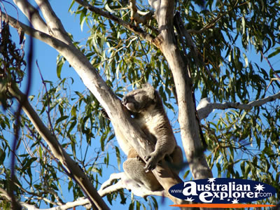 Koala Sleeping . . . VIEW ALL PHILLIP ISLAND (KOALA CONSERVATION CENTRE) PHOTOGRAPHS