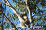 Koala Sleeping . . . CLICK TO ENLARGE