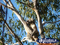 Koala Sleeping . . . CLICK TO ENLARGE