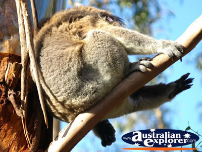 Balancing Koala . . . VIEW ALL PHILLIP ISLAND (KOALA CONSERVATION CENTRE) PHOTOGRAPHS