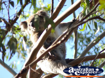 Stretching Koala . . . CLICK TO VIEW ALL PHILLIP ISLAND (KOALA CONSERVATION CENTRE) POSTCARDS
