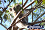 Stretching Koala . . . CLICK TO ENLARGE