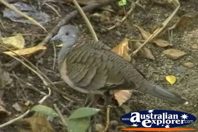 Pigeon . . . CLICK TO VIEW ALL WEDGE TAILED EAGLES POSTCARDS