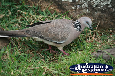 Pigeon Feeding . . . CLICK TO VIEW ALL WEDGE TAILED EAGLES POSTCARDS