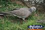 Pigeon Feeding . . . CLICK TO ENLARGE