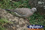 Colourful Pigeon . . . CLICK TO ENLARGE