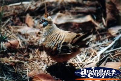 Plumed Pigeon . . . CLICK TO VIEW ALL WEDGE TAILED EAGLES POSTCARDS