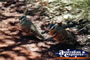 Plumed Pigeons . . . CLICK TO ENLARGE