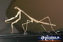 Preying Mantis . . . CLICK TO ENLARGE