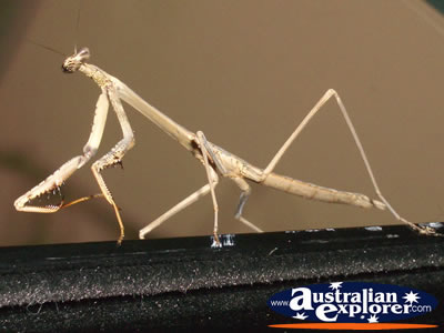 Nude Coloured Preying Mantis . . . CLICK TO VIEW ALL PREYING MANTIS POSTCARDS