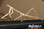 Nude Coloured Preying Mantis . . . CLICK TO ENLARGE