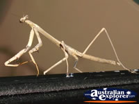 Nude Coloured Preying Mantis . . . CLICK TO ENLARGE