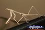 Hunting its Prey Preying Mantis . . . CLICK TO ENLARGE