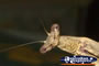 Preying Mantis Face . . . CLICK TO ENLARGE