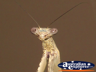 Face of a Preying Mantis . . . VIEW ALL PREYING MANTIS PHOTOGRAPHS