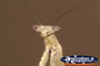 Face of a Preying Mantis . . . CLICK TO ENLARGE