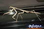 Walking Preying Mantis . . . CLICK TO ENLARGE