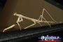 Preying Mantis Walking . . . CLICK TO ENLARGE