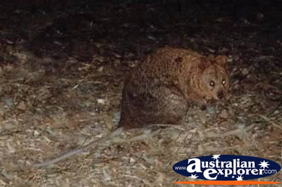 Quokka . . . CLICK TO VIEW ALL WALLAROOS POSTCARDS