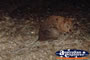 Quokka . . . CLICK TO ENLARGE