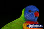 A Rainbow Lorikeet . . . CLICK TO ENLARGE