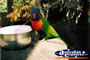 Rainbow Lorikeet . . . CLICK TO ENLARGE