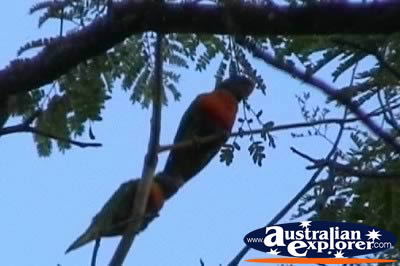Rainbow Lorikeets on Branch . . . VIEW ALL RAINBOW LORIKEETS PHOTOGRAPHS