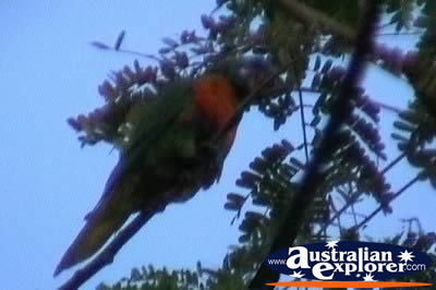 Rainbow Lorikeets . . . VIEW ALL RAINBOW LORIKEETS PHOTOGRAPHS