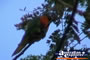 Rainbow Lorikeets . . . CLICK TO ENLARGE